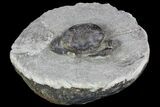 D Fossil Crab (Pulalius) Washington - Washington State #92919-2